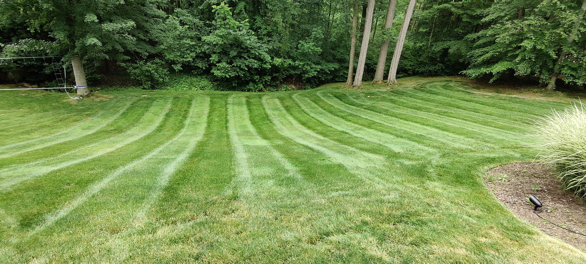 Backyard lawn care June 2023